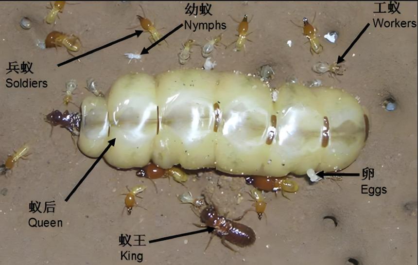 721白蚁1.jpg